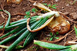 Onion