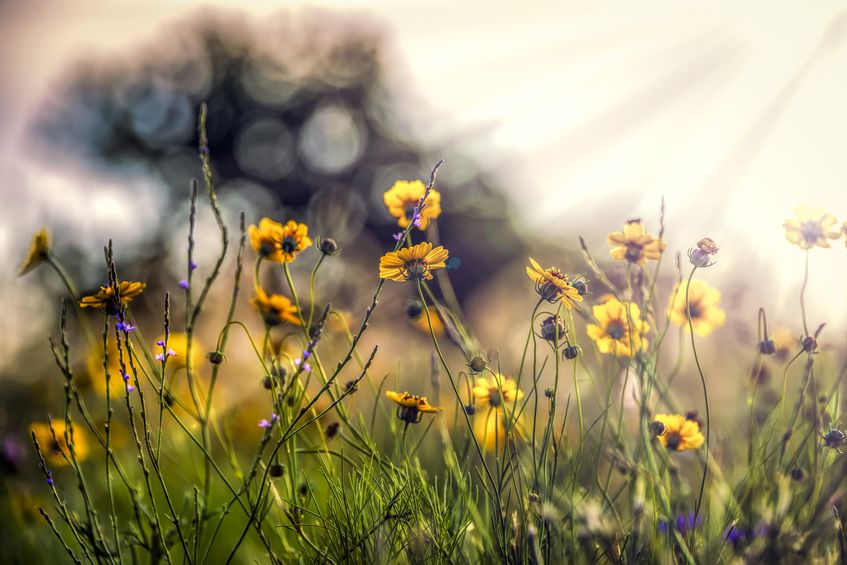 Texas Narrow-Leaf Sunflowers Illuminated by Early Morning Light