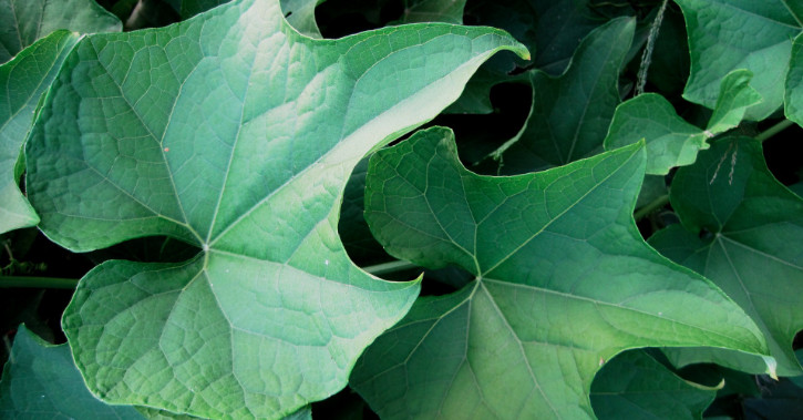 Close Up of Green Broad Leafed Plant