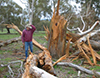 Tree Damage