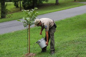 Tree Maintainance