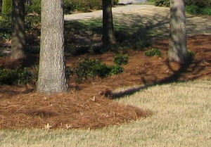 Mulch Around Tree