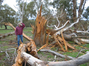 Tree Damage