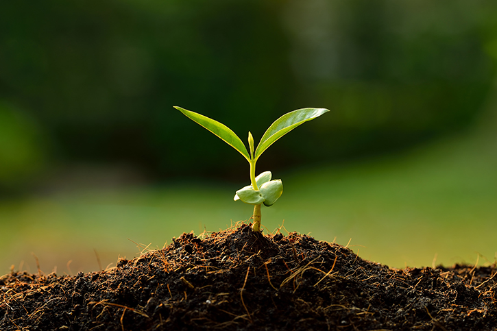 Sprout coming out of ground